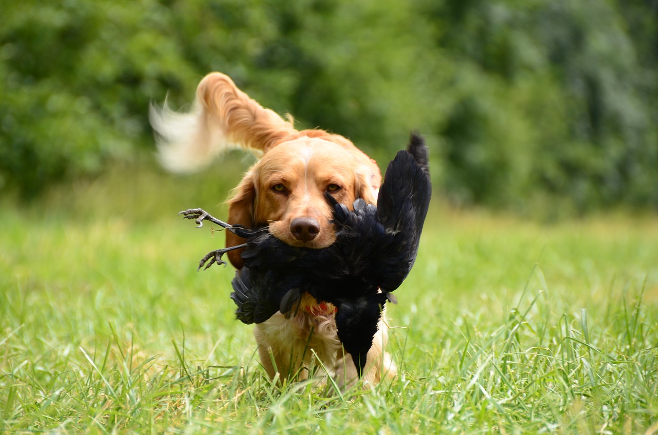 Tips to teach your dog to hunt