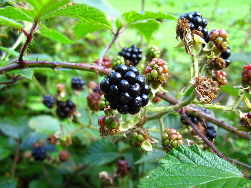 Safe plants to eat when you're in the wild