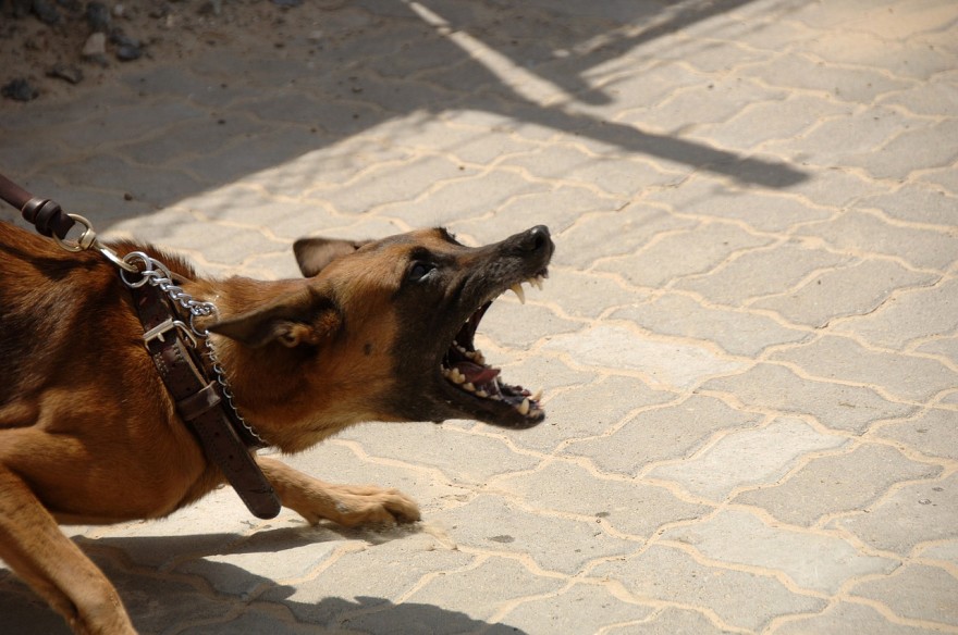 How to survive a dog attack