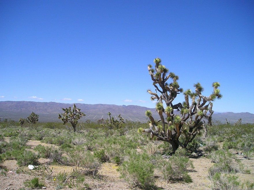 Would you survive in the desert?