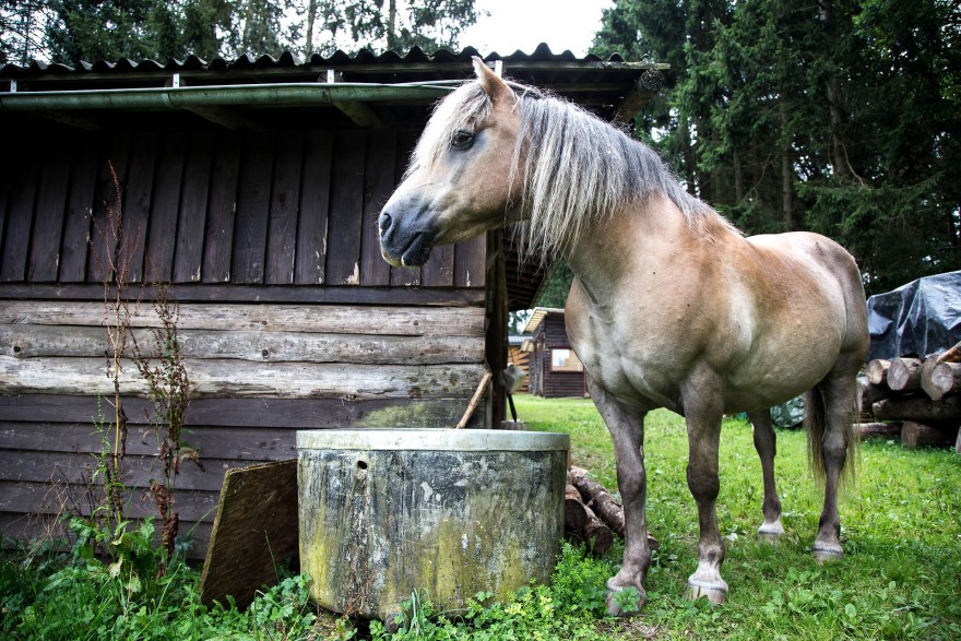 How to start your homesteading dream