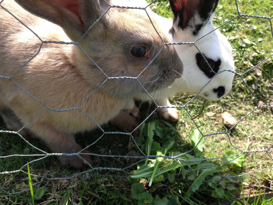 Why rabbits are a great food source