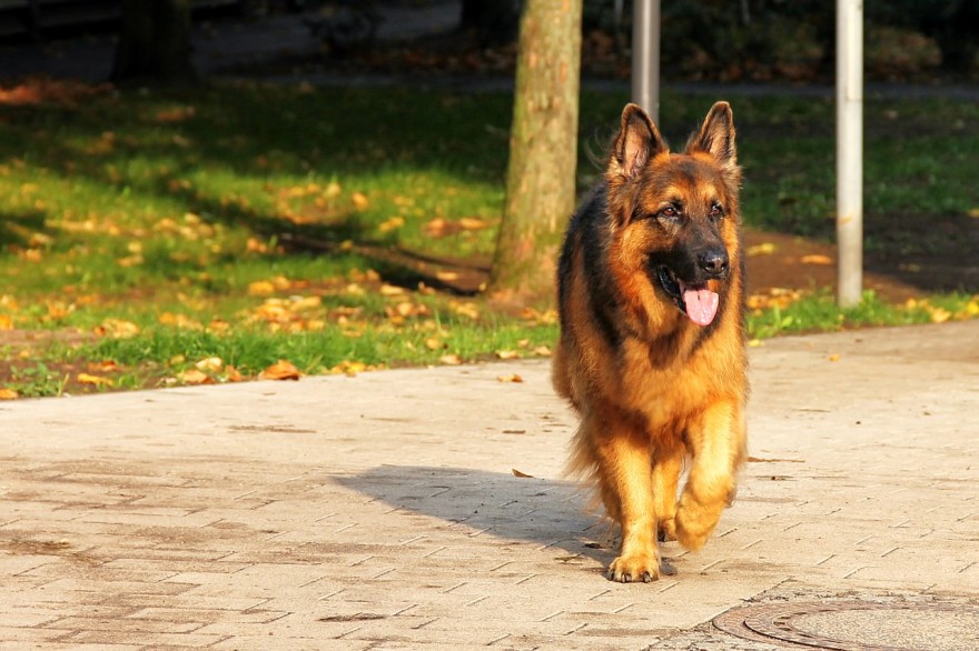 Why a dog is a perfect bug out companion