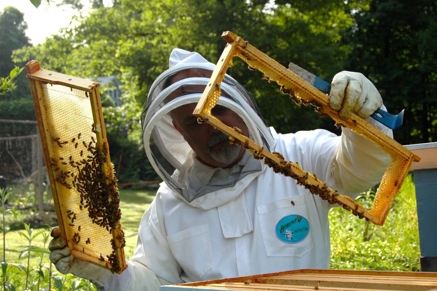 How to raise bees on your homestead