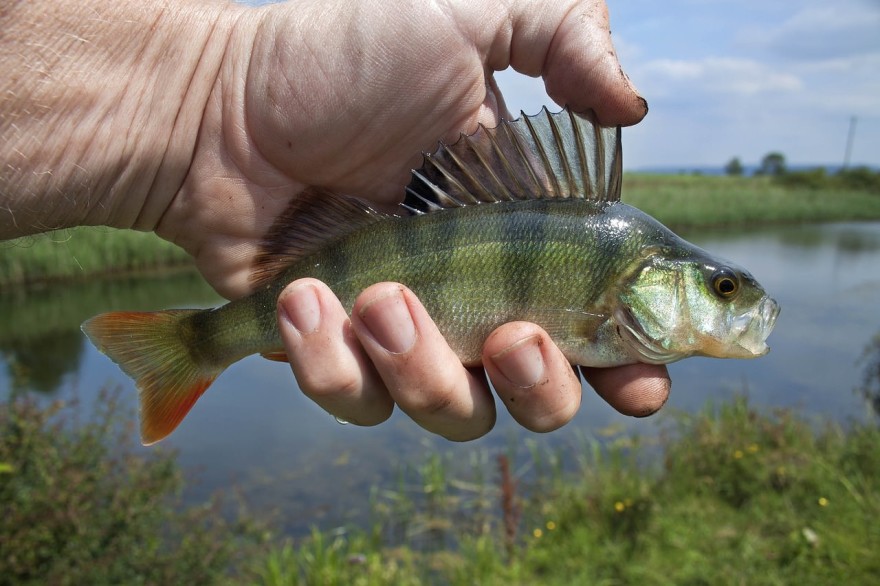 Catching fish without a rod and reel