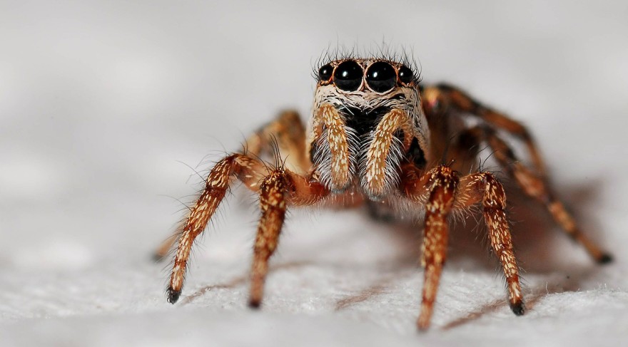 The right way to treat a spider bite