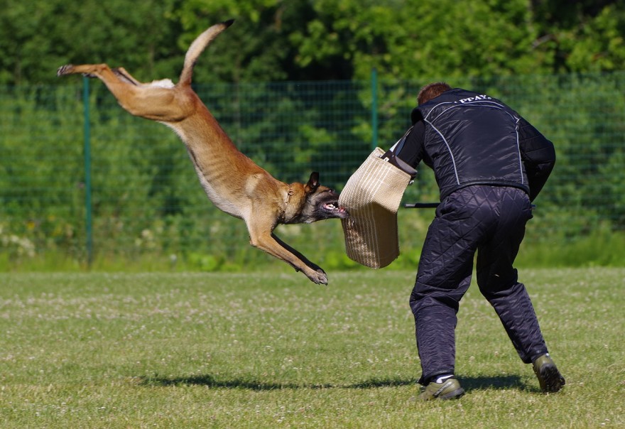 Defending yourself against a dog attack
