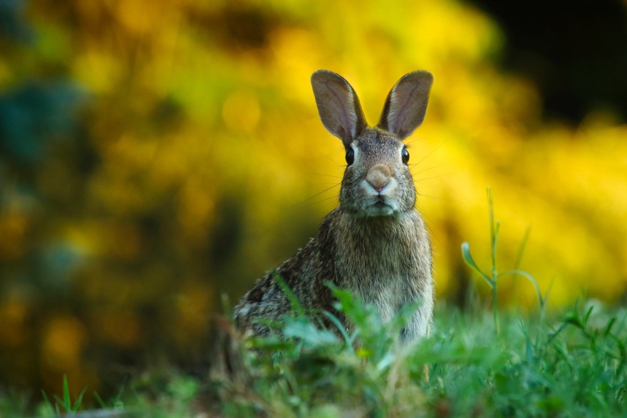 Using rabbits as sustainable food