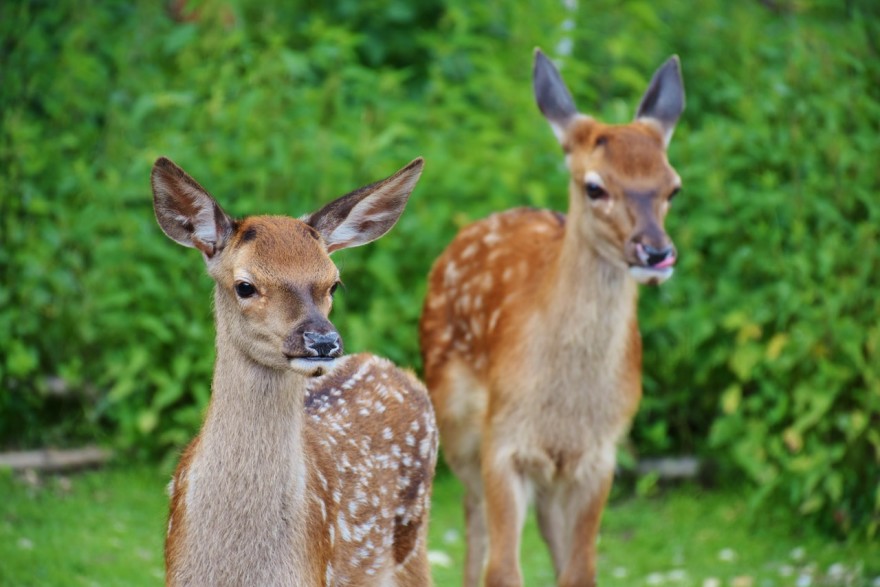 Tips for a successful deer hunt