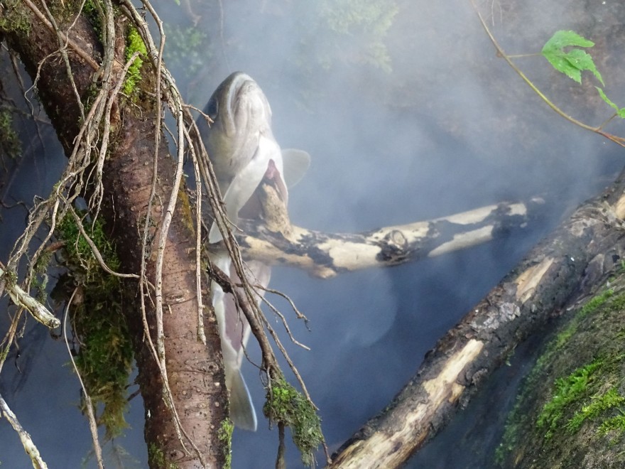 Smoke your fish to prevent it spoiling