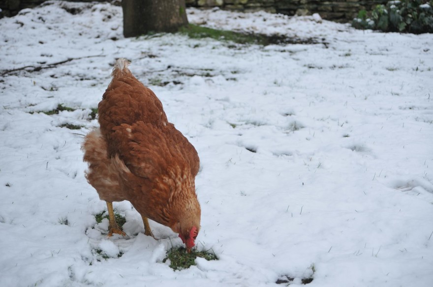 Keep your chickens alive during the winter cold