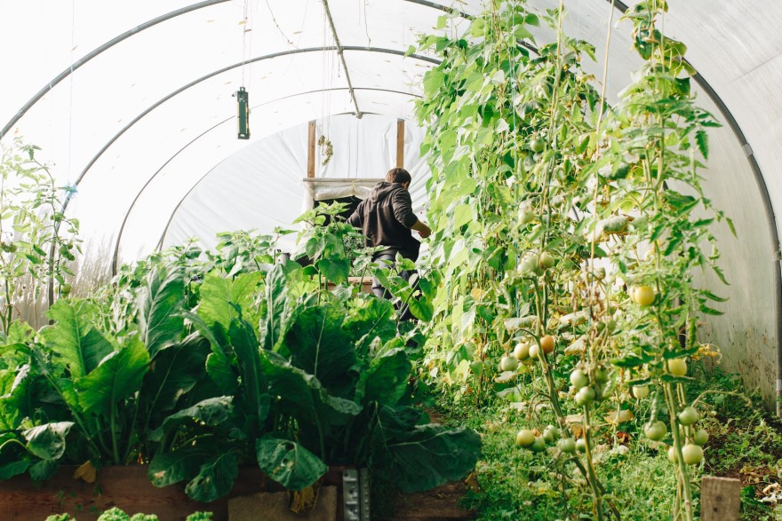 Simple tips for creating your own survival garden