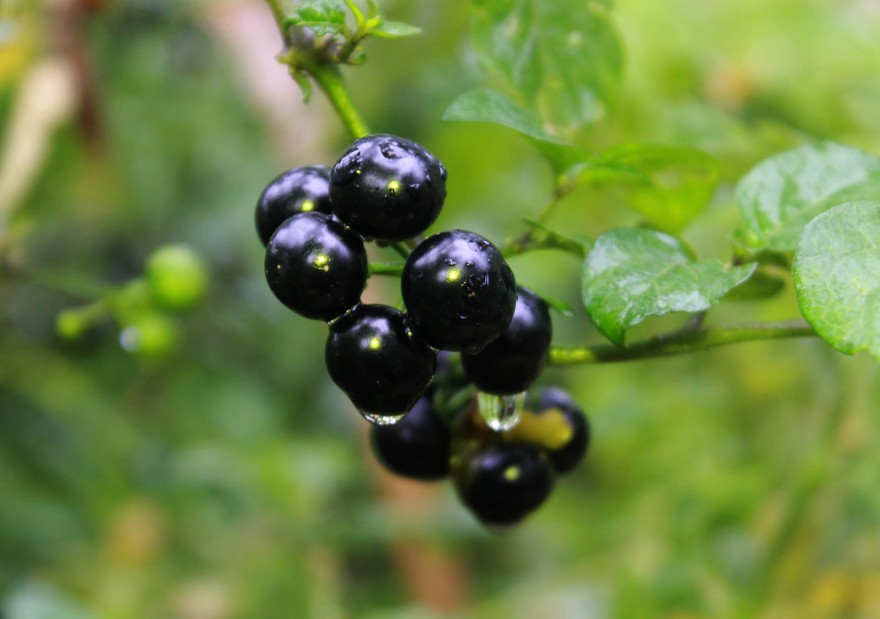 Steer clear of these poisonous plants in the wild
