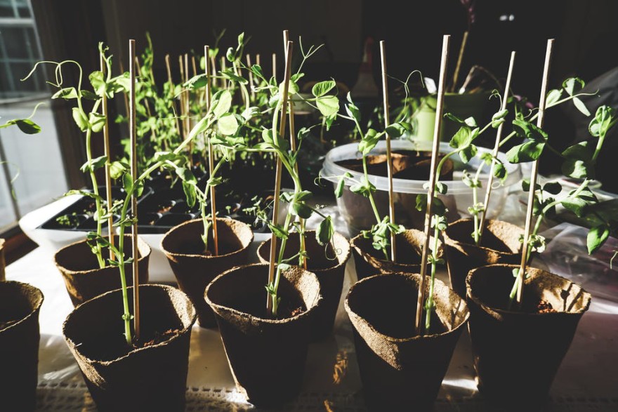 How to start this year's seedling crop