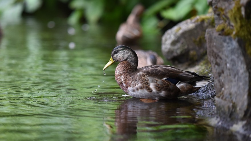 Why you need a flock of ducks on your property
