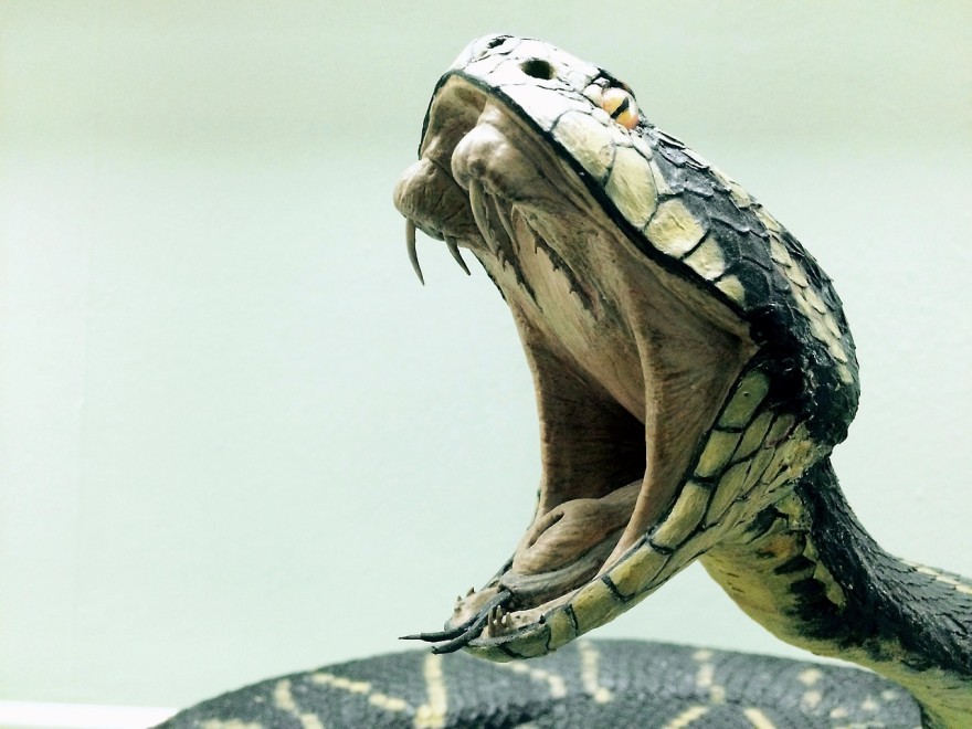 Dealing with a snake bite in the wild