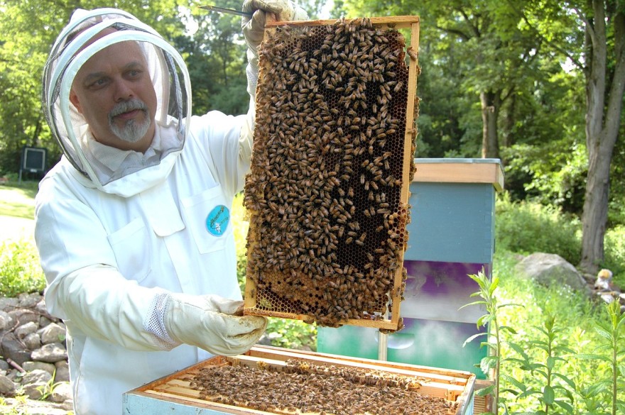 How to keep bees on the homestead
