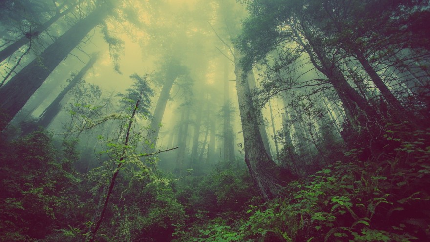 Survival tips when you’re lost in the woods