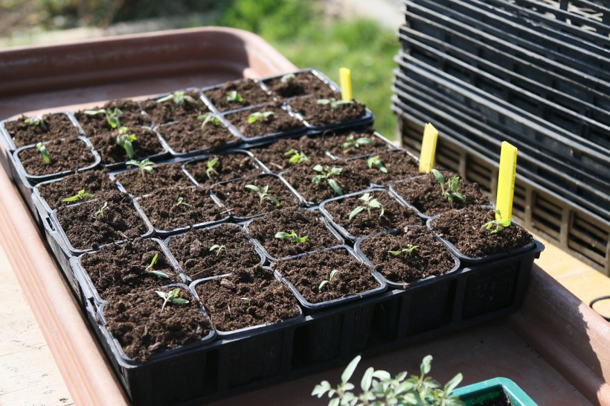 Tips for starting your garden during winter