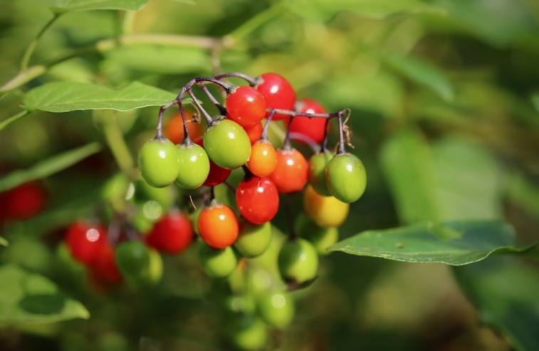Beware of these poisonous plants