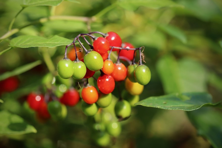 Beware of these poisonous plants